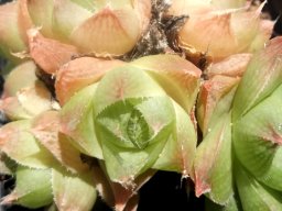 Haworthia cymbiformis leaves